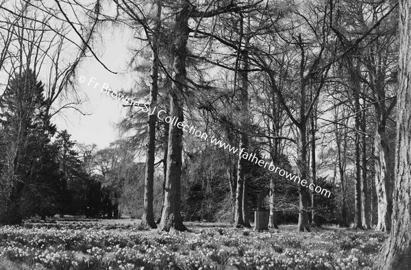 TREES AND PLANTS IN WOOD DAFFODILS